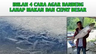 4 WAYS TO MAKE MILKFISH GROW QUICKLY IN TRADITIONAL PONDS • HEALTHY AND EAT EATING @JOHNIKHSAN354