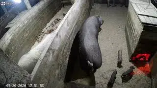 Хочет укусить меня.