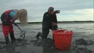 Digging Littlenecks on Duxbury Bay