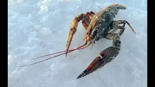 Как правильно замораживать раков!