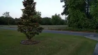 Turkeys in field from our home 2016 05 12 06 42 37