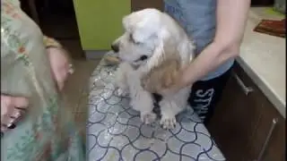 стрижка кокер спаниеля