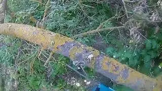 Огромный ясенелистный клен!/Holzfforma G660 пуск и испытание/Makita DUC254 тест аккумуляторной пилы
