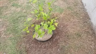 Installing A Plastic Edge Barrier Around A Cara Cara Orange Tree
