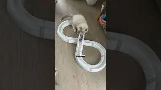 Ontmoet onze nieuwe kittens Appa en Sokka!