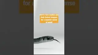 Super Snake Tongues 🐍 | #DeepLook #Shorts