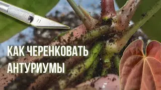 Как черенковать антуриумы