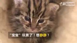 小豹猫获救黏着警察叔叔要抱抱 太可爱可惜不能领养