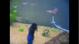 Lake Kutubu Rainbowfish flashing to impress the ladies