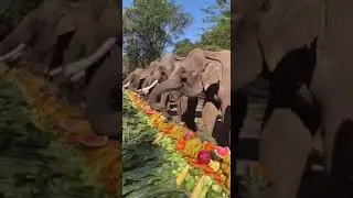 Шведский стол у слонов в Таиланде