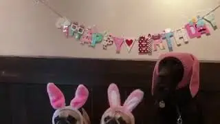 Funny video (Kapipo)