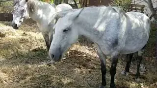 Horse Zodiac // CANCER – The Nurturer (June 21 to July 22) // ЛОШАДЬ по зодиаку РАК ...