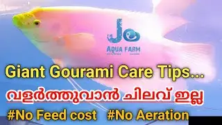Giant Gourami care | Mealworms | Malayalam | Jo Aqua Farm
