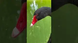 Чёрный лебедь. Макросъемка птицы. #relaxingmusic #music #nature #love #relaxing #черныйлебедь