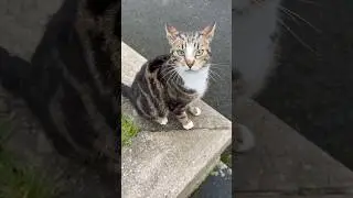 Meet Fluffy & Gizmo (Visiting Cats)