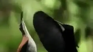 Bitch dab
