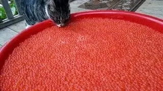 русские помидоры