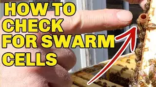Beekeeping: How To Check Your Hives For Swarm Cells