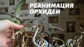 Orchid Resuscitation: Rotten Roots. PART 1.