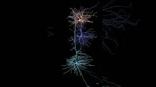 Neurons of cortex #science #design