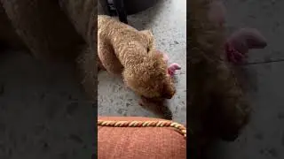 Chew time! #goldendoodle #dog #cute #puppy #pets #funny #pet #dogpictures #animalmemes #cuteness