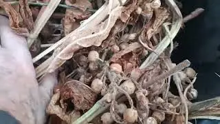 Ведро никотина для Чёрной Принцессы