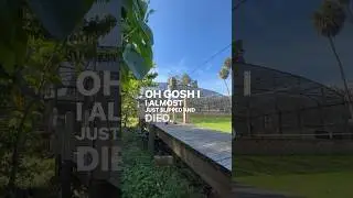 BUSH SCARE | 
