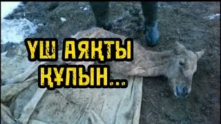 ҮШ АЯҚТЫ ҚҰЛЫН…