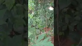 Spider 🕸 building web