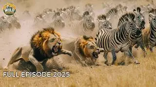 WILD SAVANNAH | Apex Predators of Africa’s Untamed Kingdom | Animal documentary