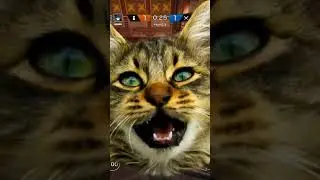 Кот в осаде