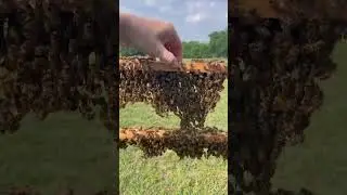 The Art of Building a Beehive