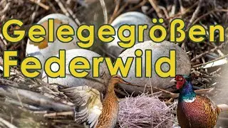 Gelegegrößen Federwild