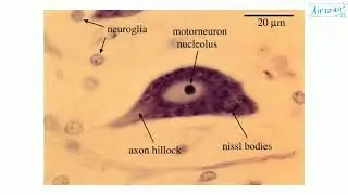 Nissl body