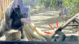 Gorilla Kintaro Taken Away His Blanket by Silverback Momotaro | Momotaro Family