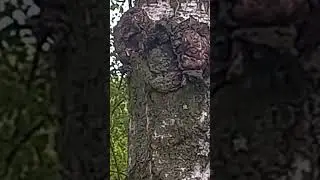 Gray-eyed pygmy looks menacingly at a gray-eyed, blinking gorilla who has emerged from behind a tree