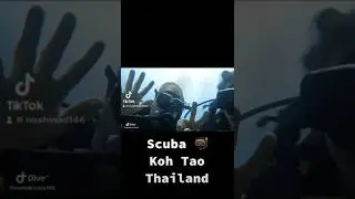 Scuba diving around koh tao thailand