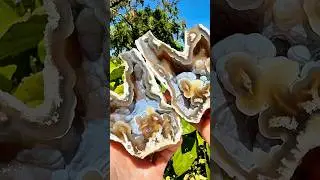 Super weird shaped, beautifully colored ancient fossil agate coral geode I found & cut open for you!