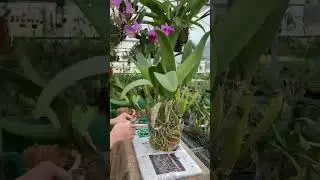 How to Split a Very Very Large Cattleya