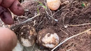Arı oğulunu almaya giderken Kaplumbağa yumurtaları buldum😳