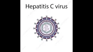 Hepatitis C Virus
