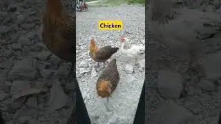 CHICKEN  #trending #nature #chicken