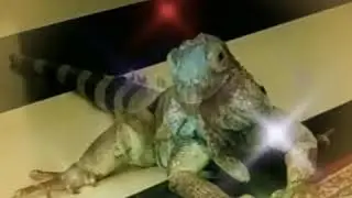 Из доброго мира животных.