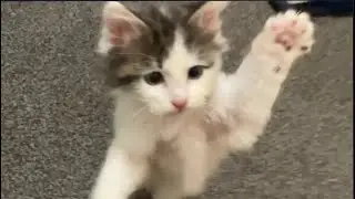 flying attack!