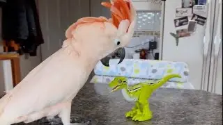 Let's Get Ready to Ruuumble!! 🦖😂 The link for calendars and other merch in description
