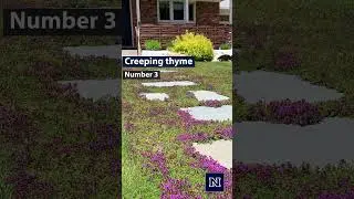 Five Lawn Alternatives for Northern Nevada  #integratedpestmanagement #environment
