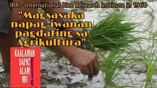 Magsasaka; Ang Agrikultura, IRRI- International Rice Research Institute in UP Los Baños 1960