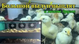Вылуп Бройлеров и Несушек