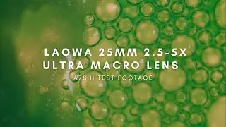 Experimenting With The Venus Optics Laowa 25mm f/2.8 2.5-5X Ultra Macro Lens | A7sIII Test Footage
