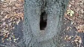 Осінь у парку